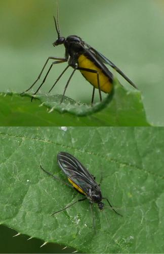 Sciara sp.